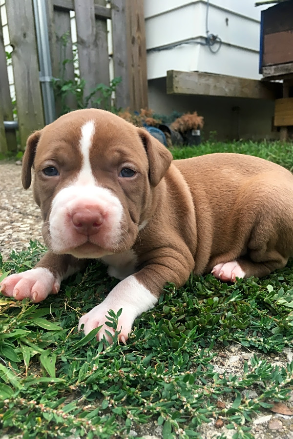 Pitbull puppies sale up for adoption