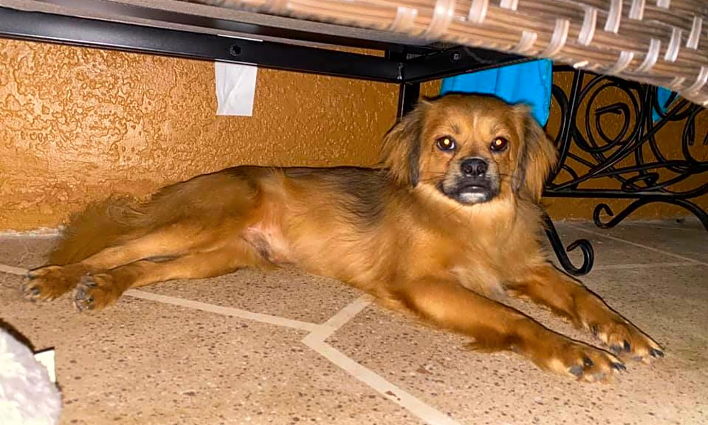 Pekingese dachshund hotsell