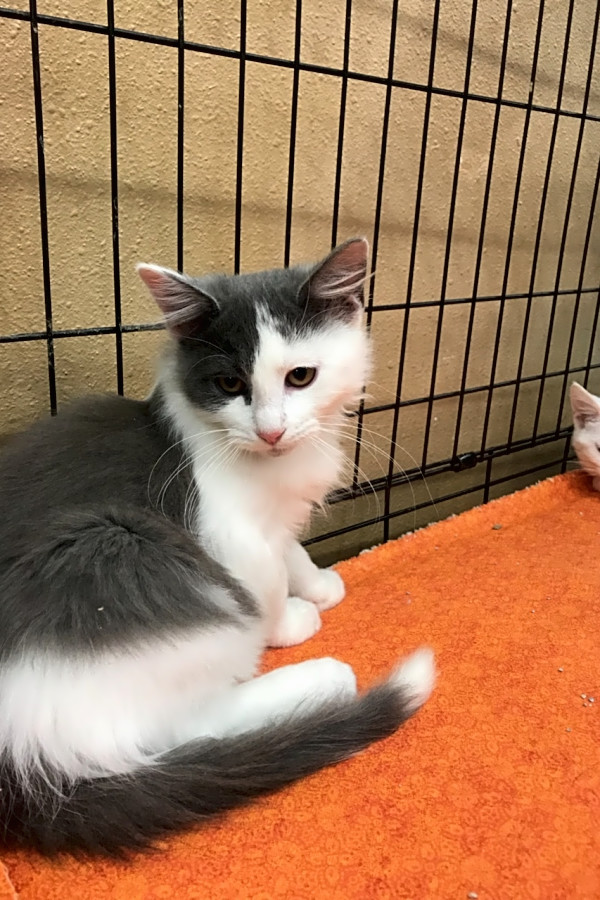 These Cincinnati Based Kittens Are Up For Adoption And In Need Of