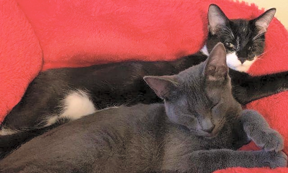 7 Cool Kitties To Adopt Now In St Louis Hoodline