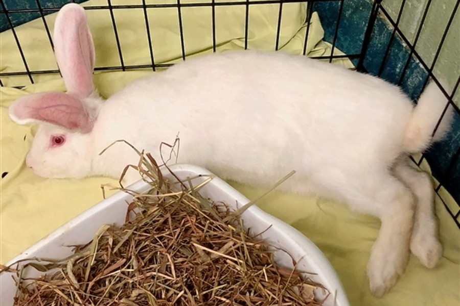 rabbit care center near me