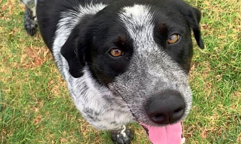 German shorthaired pointer cattle dog mix on sale