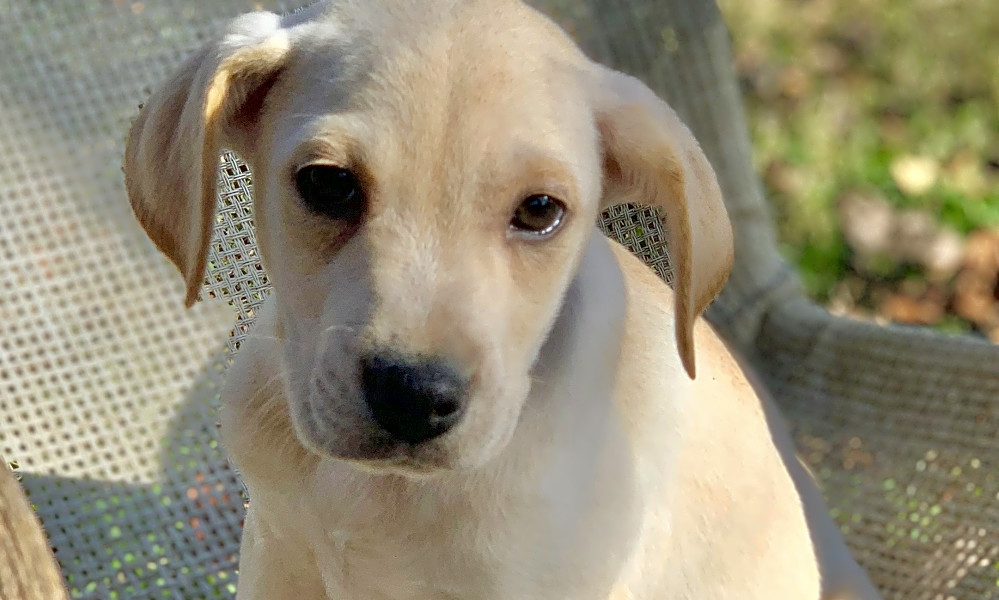 boots for labrador retrievers