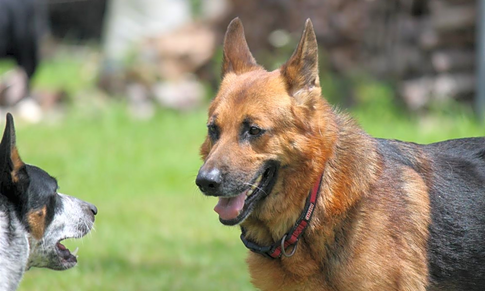 These Orlando Based Dogs Are Up For Adoption And In Need Of A Good Home