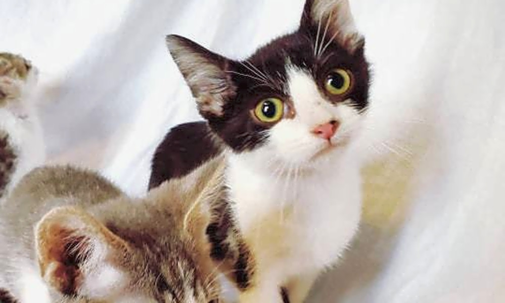 7 Fluffy Felines To Adopt Now In Lexington Hoodline
