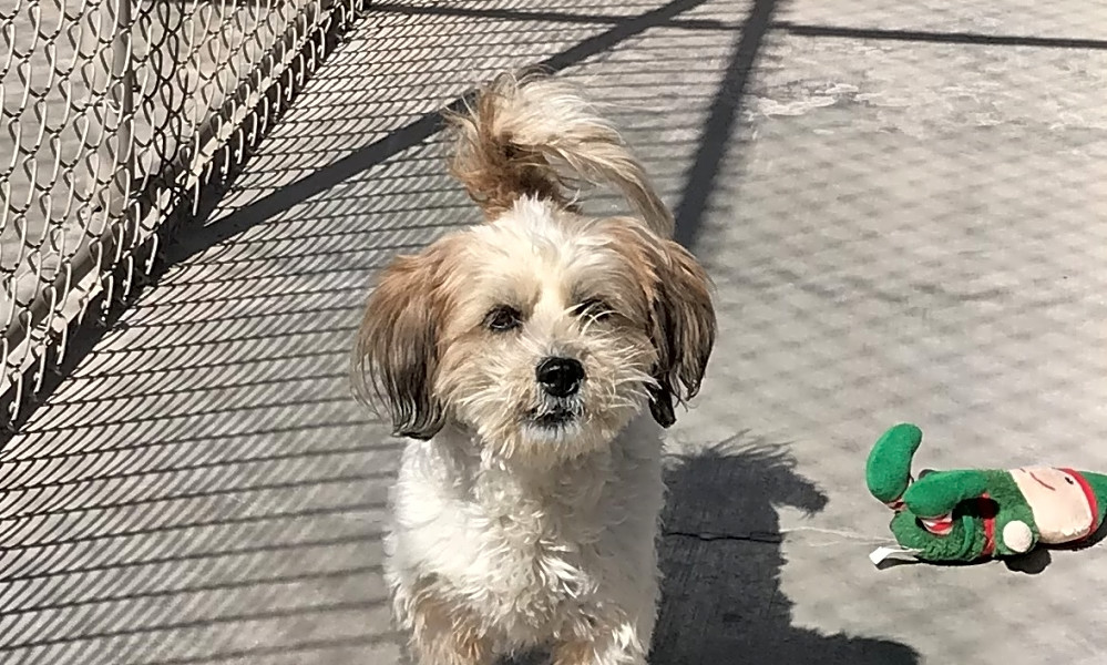 Want To Adopt A Pet Here Are 6 Delightful Doggies To Adopt Now In
