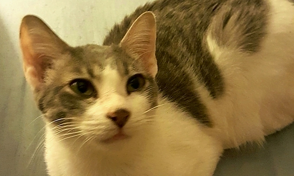 Cats In Tampa Looking For Their Fur Ever Homes Hoodline