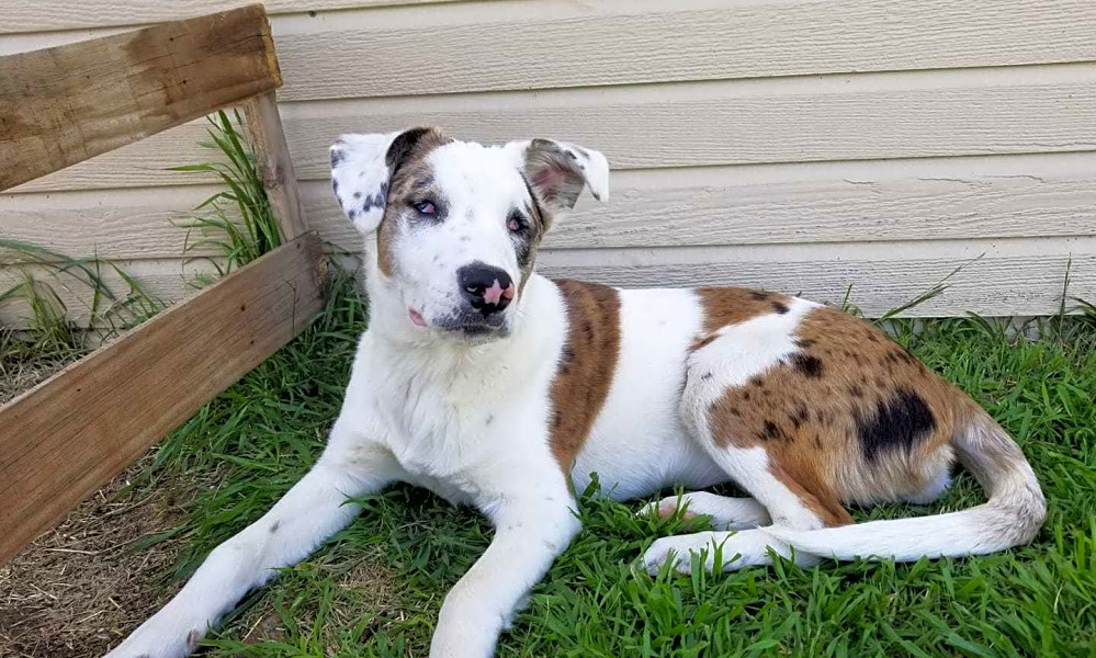 Puppies In Oklahoma City Looking For Their Fur Ever Homes Hoodline