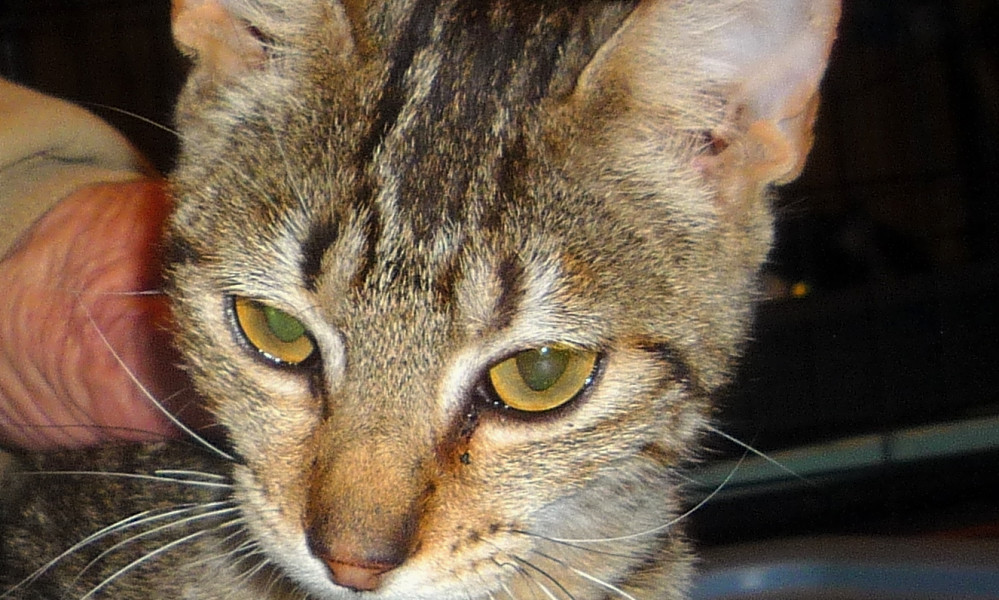 7 Furry Felines Ready To Adopt Now In Dallas Hoodline