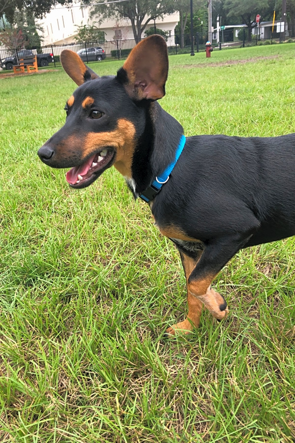 Doberman dachshund mix hotsell