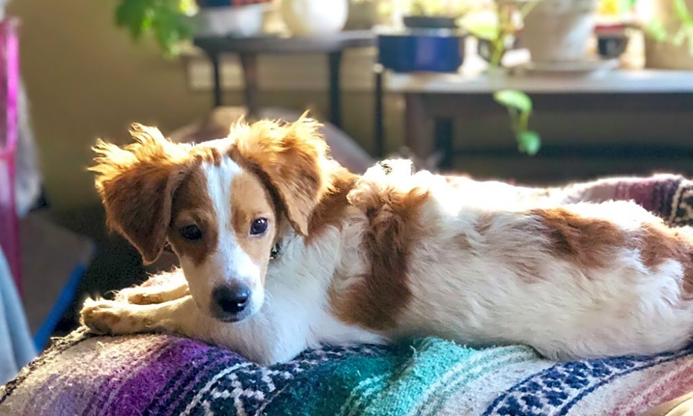 spaniel mix dogs for adoption