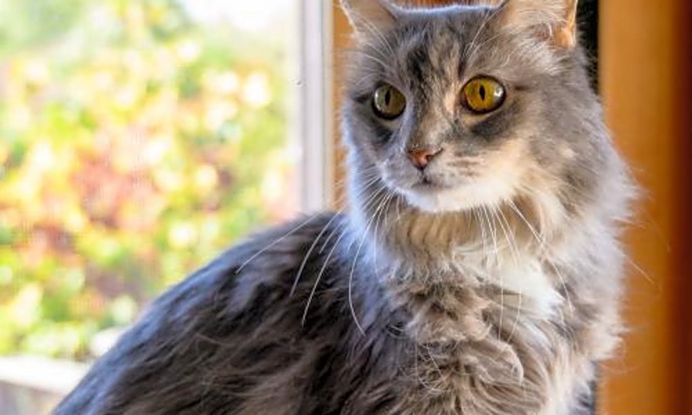 Lies You Ve Been Told About Maine Coon Kittens For Sale Nc Irkincat Com