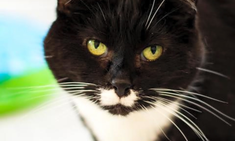 5 furry felines to adopt now in Boston
