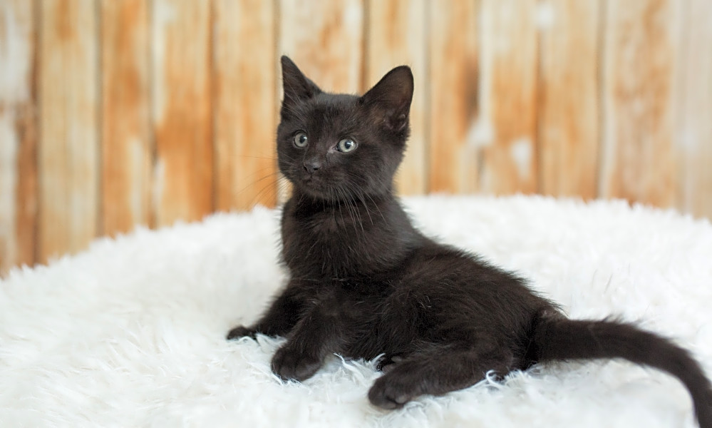 These Houston-based kittens are up for adoption and in ...