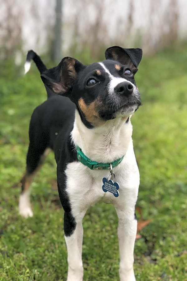 jack russell rat terrier mix