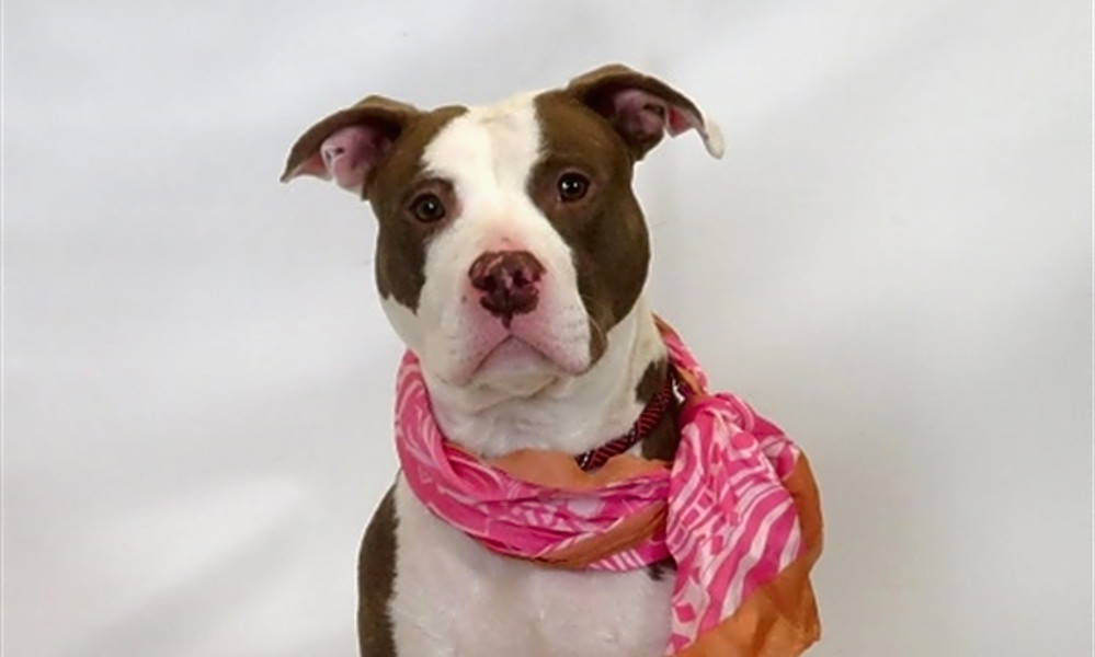 here are 5 lovable pups to adopt now in