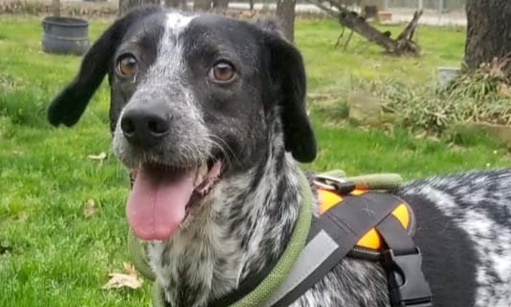 These Plano Based Canines Are Up For Adoption And In Need Of Good