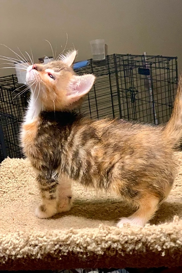 Kittens In Dallas Looking For Their Fur Ever Homes Hoodline