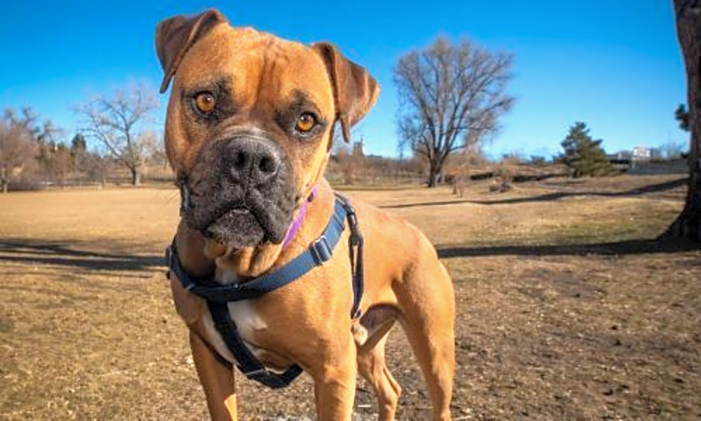 These Sweet Denver Based Canines Are Up For Adoption And In Need Of