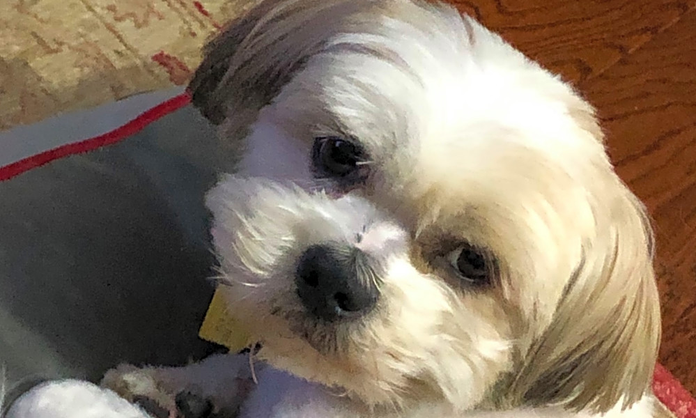 shih tzu mix dogs for adoption