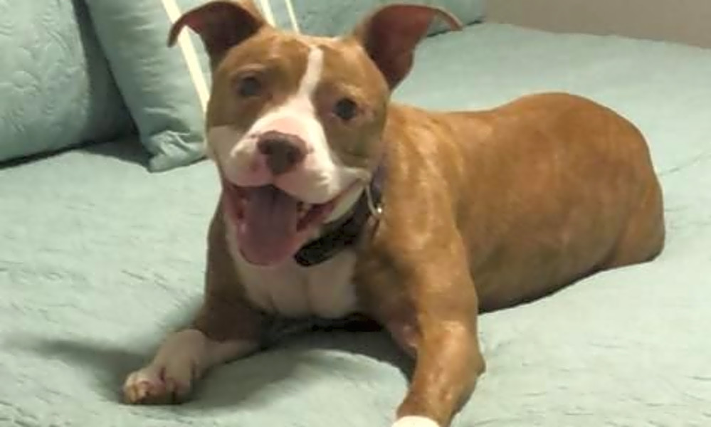 adopt now in las vegas