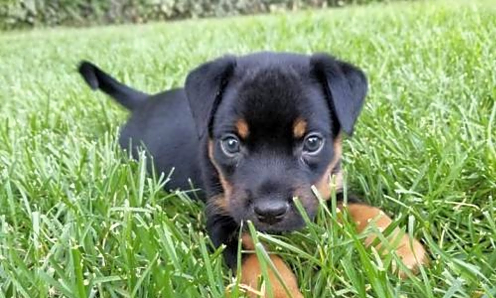6 Cuddly Canines To Adopt Now In Minneapolis Hoodline