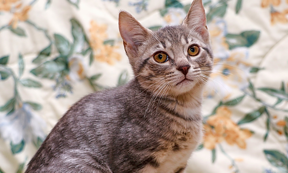 These Charlotte Based Kittens Are Up For Adoption And In Need Of A