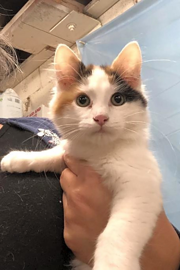 5 Cuddly Kittens To Adopt Now In Fresno Hoodline