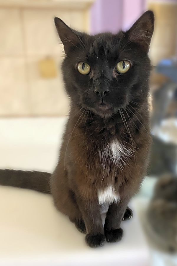 4 Charming Cats To Adopt Now In Jersey City Hoodline