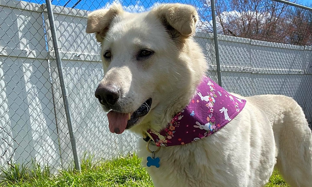 Looking To Adopt A Pet Here Are 6 Cuddly Canines To Adopt Now In