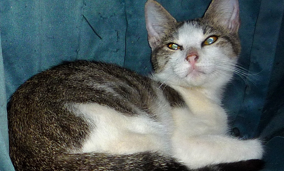 These Dallas Based Cats Are Up For Adoption And In Need Of Good