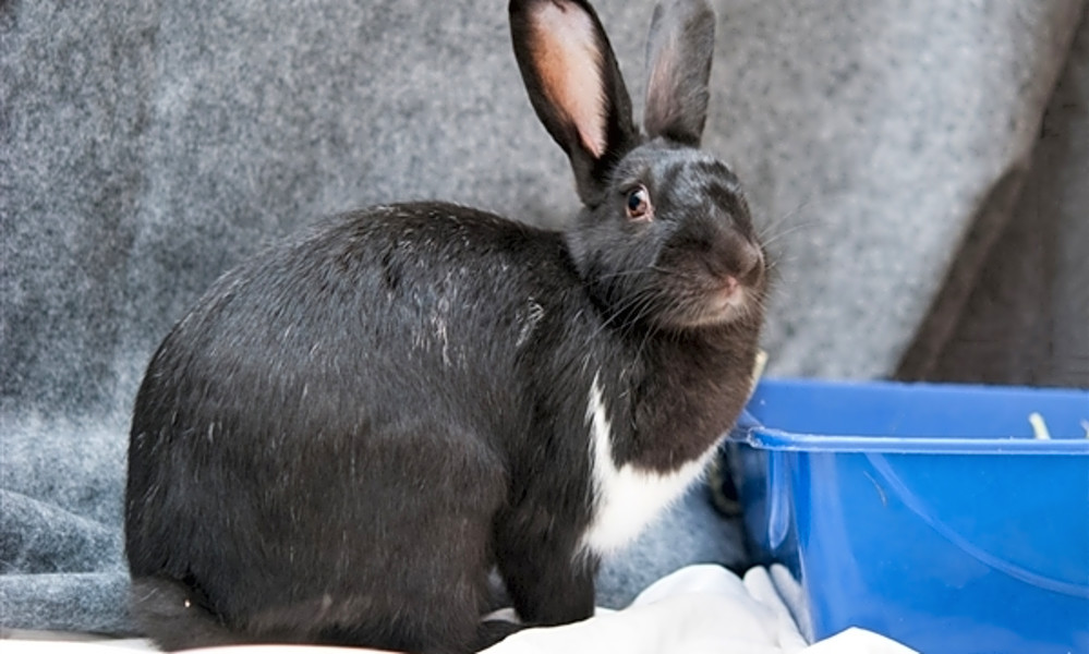 female dutch rabbit