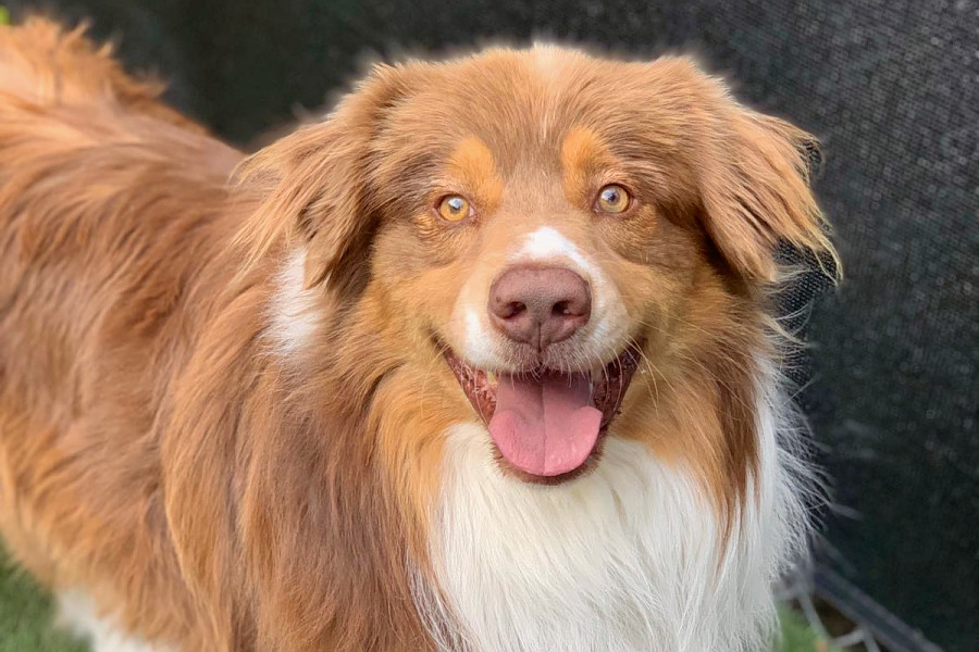 Dogs In Los Angeles Looking For Their Furr Ever Homes