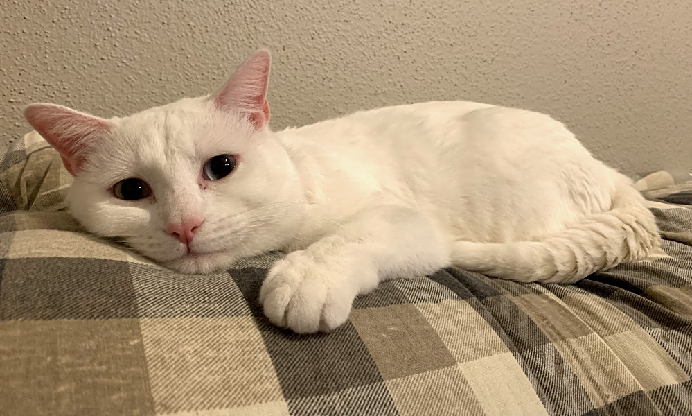 Want To Adopt A Pet Here Are 7 Lovable Kitties To Adopt Now In