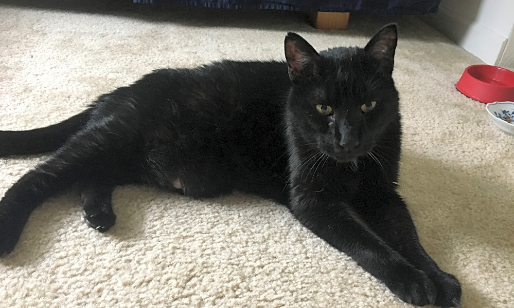 These Denver Based Cats Are Up For Adoption And In Need Of Good