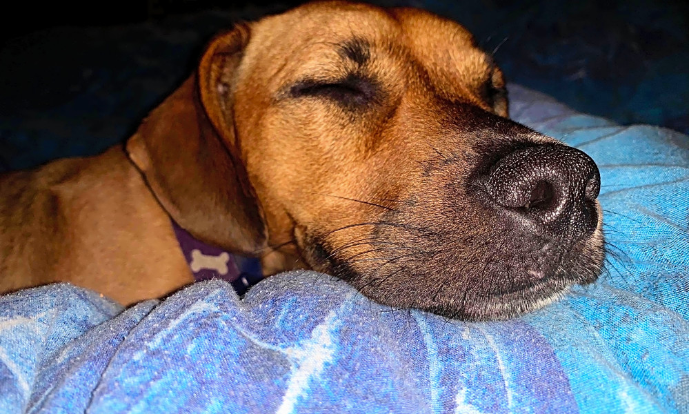 Rhodesian ridgeback hotsell dachshund mix