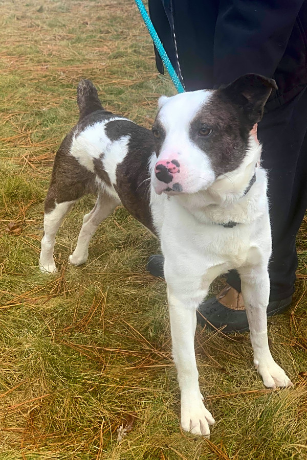These Houston Based Canines Are Up For Adoption And In Need Of A Good Home