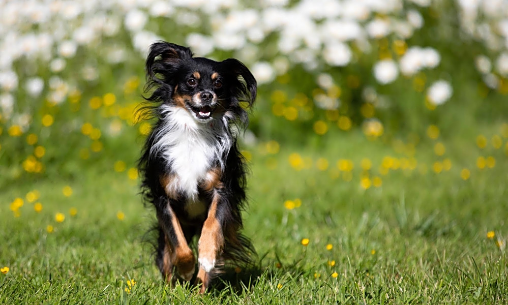 cavalier king charles spaniel petfinder