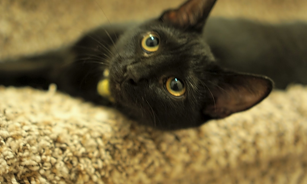 5 Cute As Can Be Kittens To Adopt Now In Charlotte Hoodline