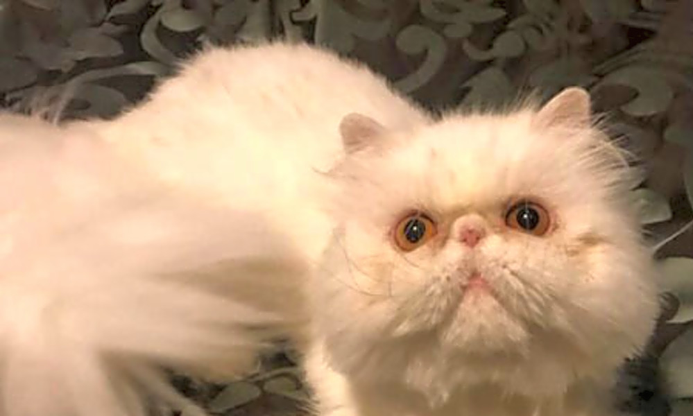 Want to adopt a pet? Here are 4 cool kitties to adopt now ...