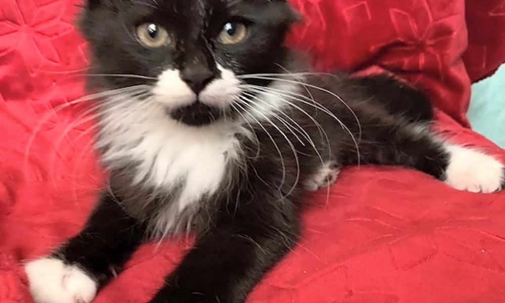 Want To Adopt A Pet Here Are 6 Cuddly Kittens To Adopt Now In Nashville Hoodline