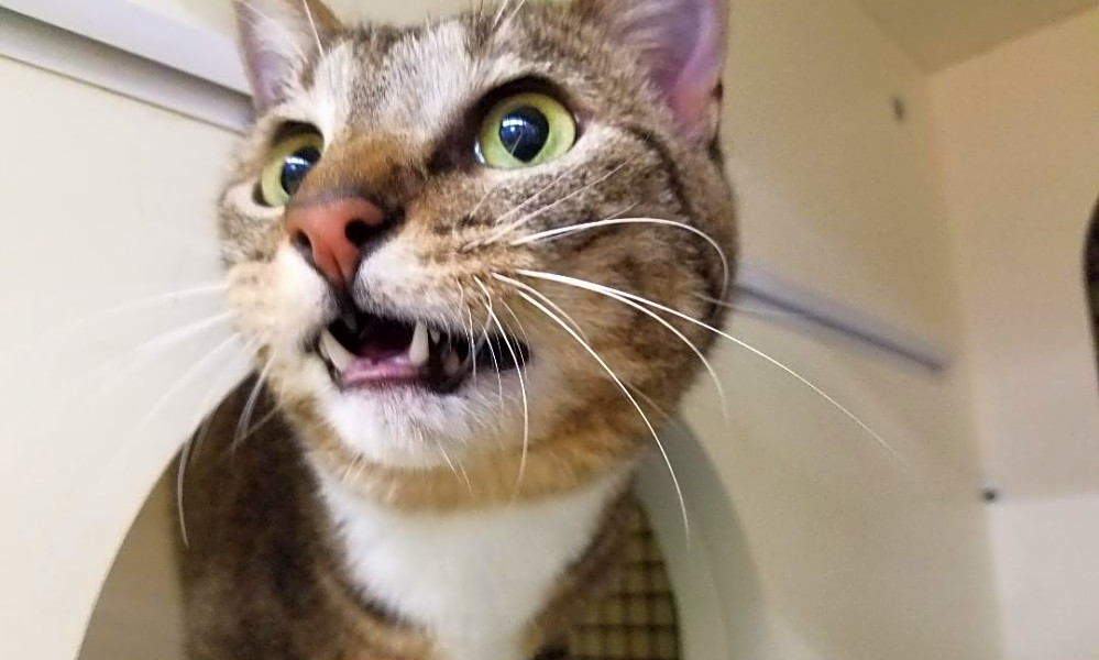 These Seattle-based cats are up for adoption and in need ...