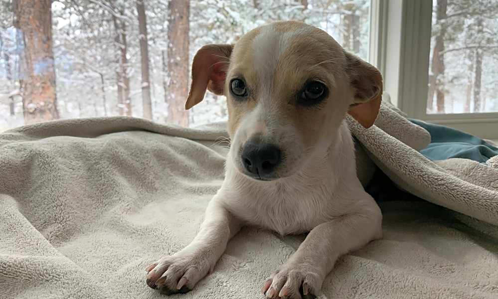 These Colorado Springs Based Puppies Are Up For Adoption And In Need