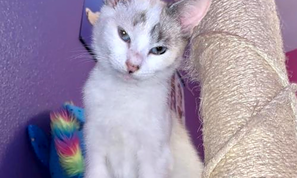 These Orlando Based Kitties Are Up For Adoption And In Need Of A Good Home