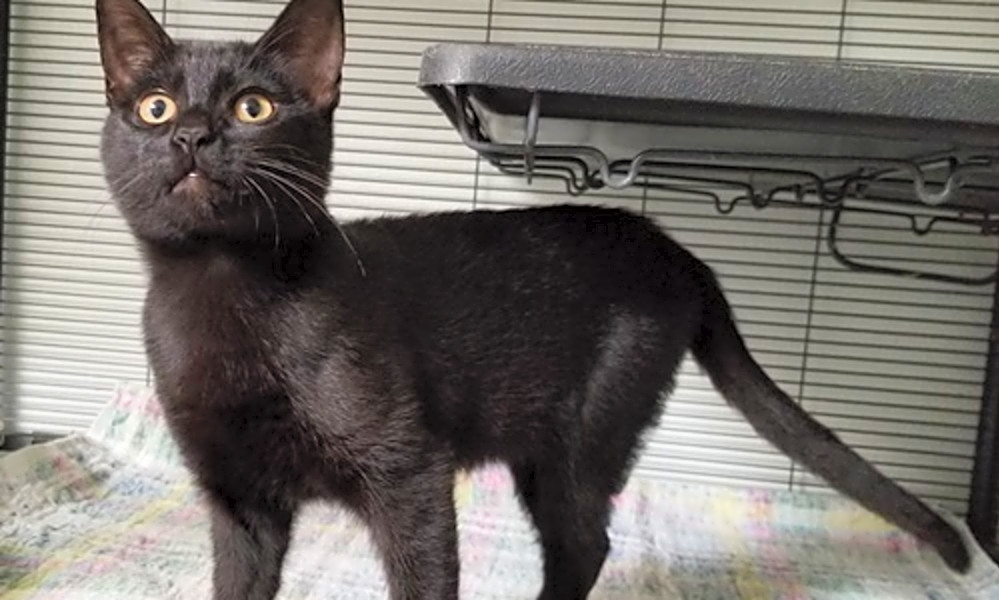Cats In Dallas Looking For Their Fur Ever Homes Hoodline