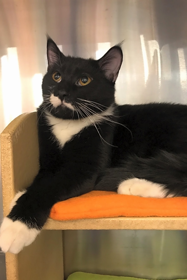 6 Fluffy Felines To Adopt Now In Kansas City Hoodline