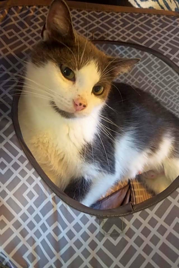 Cats In Cleveland Looking For Their Fur Ever Homes Hoodline