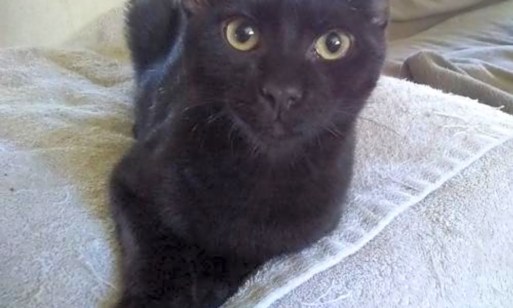 These Los Angeles-based kittens are up for adoption and in ...