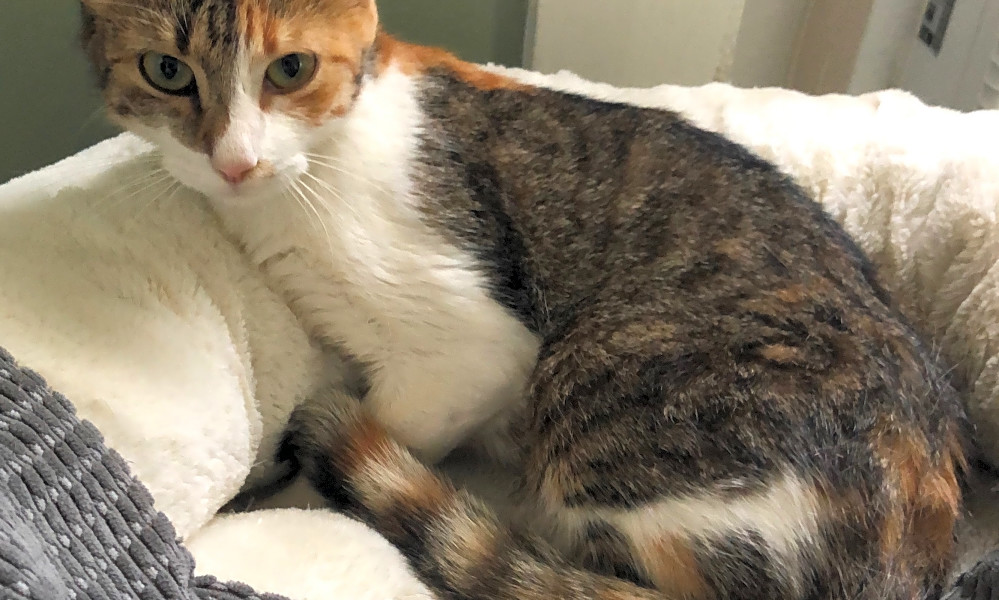 6 Lovable Kitties To Adopt Now In San Antonio Hoodline
