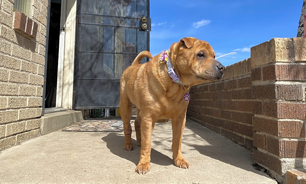 4 Delightful Doggies To Adopt Now In Aurora Hoodline